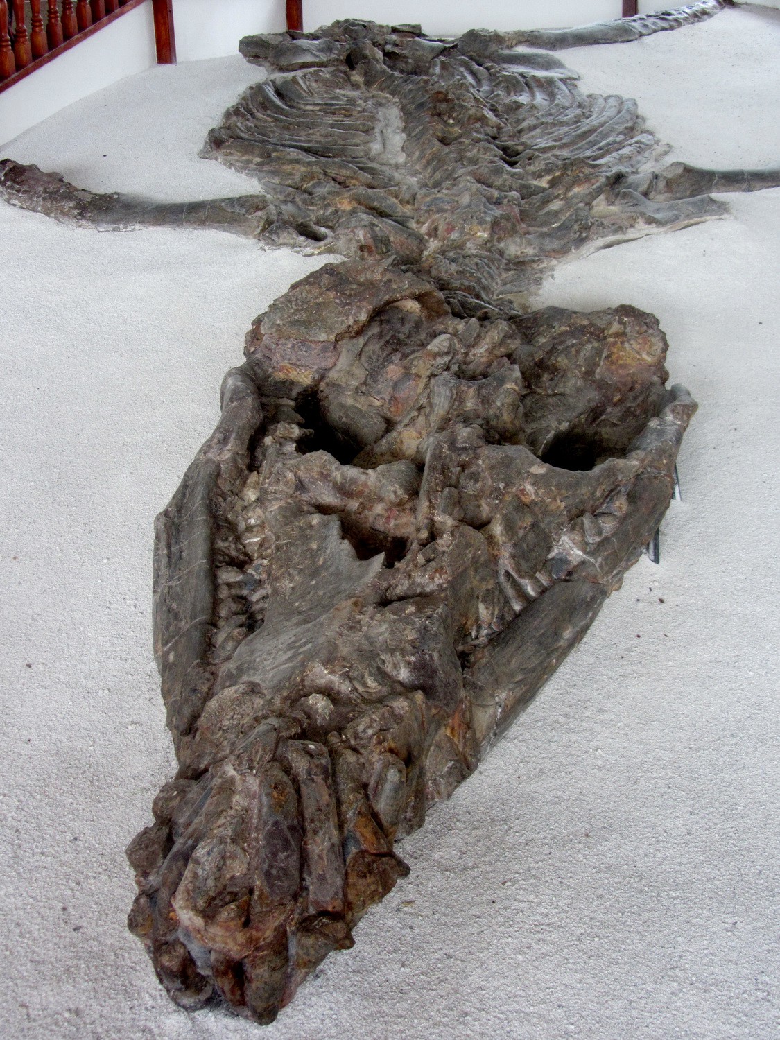Cronosaur which lived 115 millions years ago in the ocean which had covered Villa de Leyva